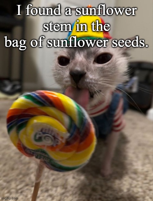 silly goober | I found a sunflower stem in the bag of sunflower seeds. | image tagged in silly goober | made w/ Imgflip meme maker