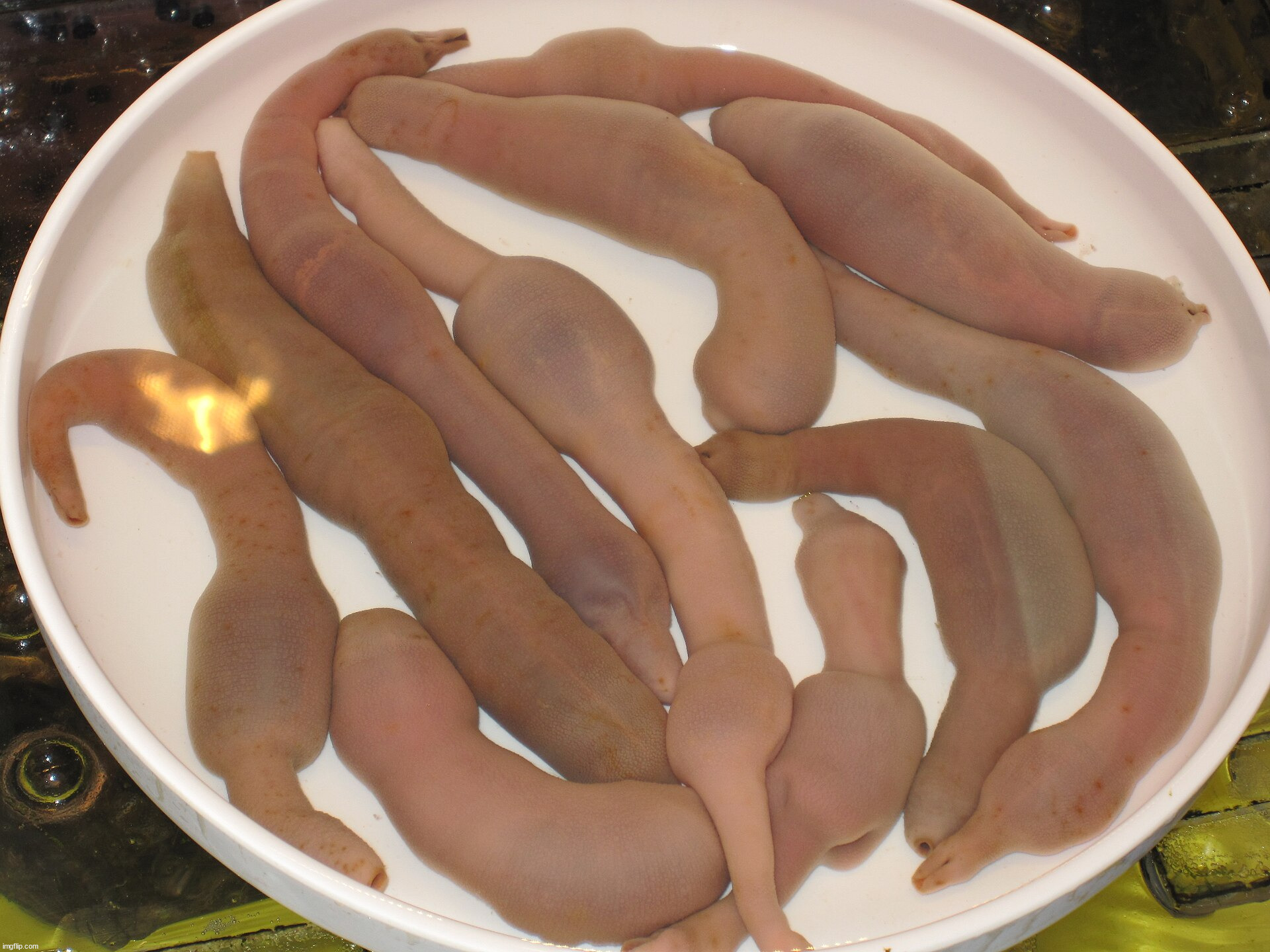 Urechis unicinctus, aka the penis fish | made w/ Imgflip meme maker