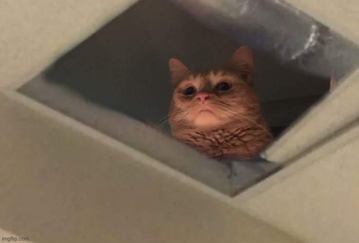 Cat looking down from ceiling pathetic | image tagged in cat looking down from ceiling pathetic | made w/ Imgflip meme maker