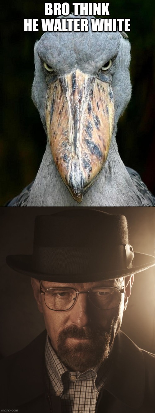 waltuh put your bill away | BRO THINK HE WALTER WHITE | image tagged in walter white,shoebill,birds | made w/ Imgflip meme maker
