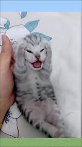 High Quality baby cat crying Blank Meme Template