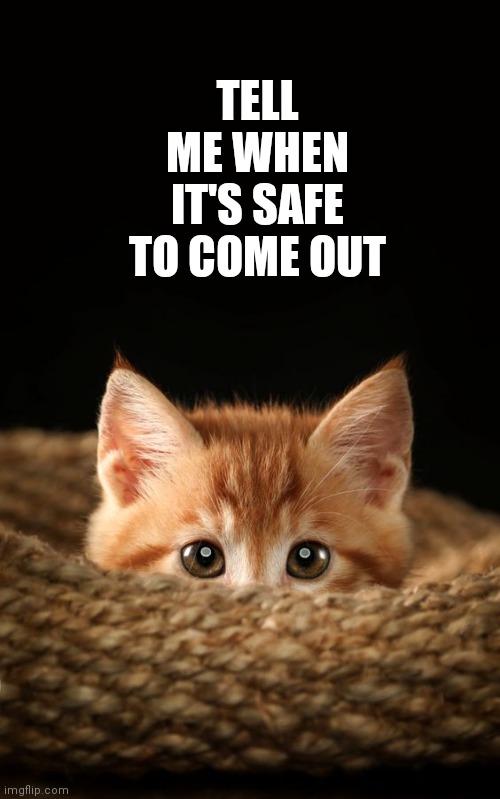 Itty Bitty Kitty | TELL ME WHEN IT'S SAFE TO COME OUT | image tagged in cute | made w/ Imgflip meme maker