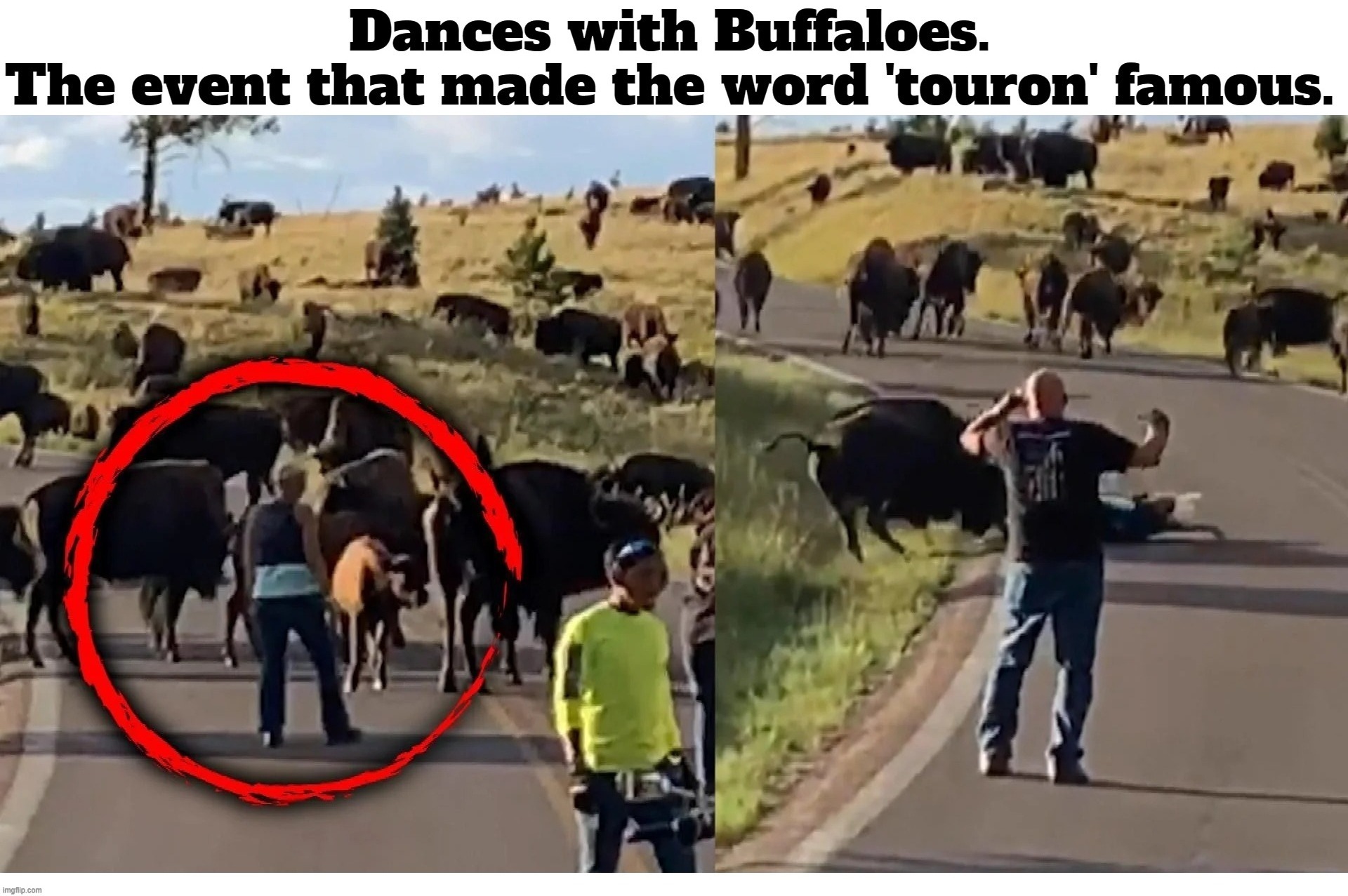Dances with Buffaloes. | image tagged in buffalos,buffaloes,bison,tourons,tourists,morons | made w/ Imgflip meme maker