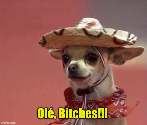 Chihuahua in sumbrero | Olé, Bitches!!! | image tagged in chihuahua in sumbrero | made w/ Imgflip meme maker