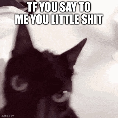 Anger cat | TF YOU SAY TO ME YOU LITTLE SHIT | image tagged in anger cat | made w/ Imgflip meme maker