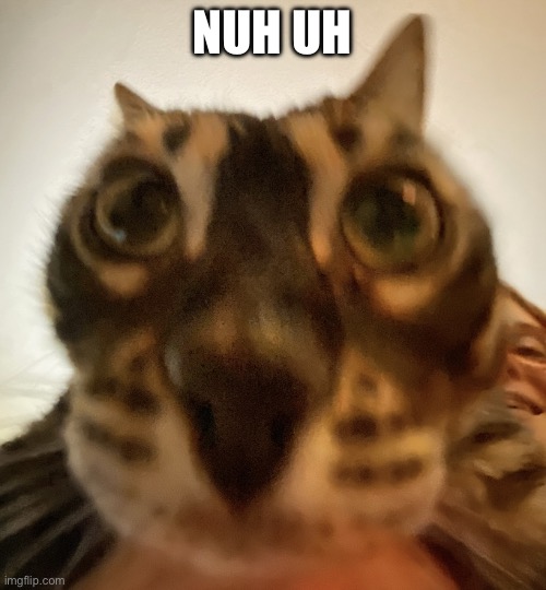 Close Up Cat | NUH UH | image tagged in close up cat | made w/ Imgflip meme maker