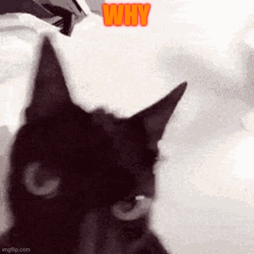 Anger cat | WHY | image tagged in anger cat | made w/ Imgflip meme maker