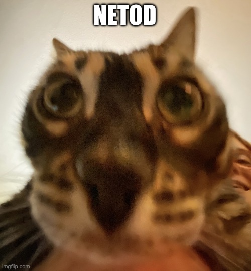 Close Up Cat | JEROD | image tagged in close up cat | made w/ Imgflip meme maker