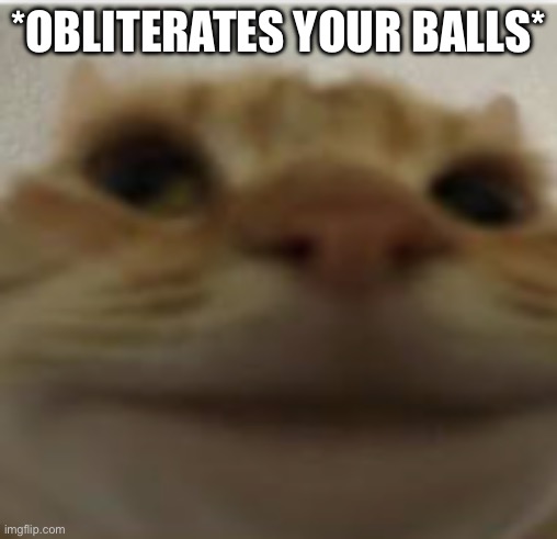 Front-Facing Camera Cat | *OBLITERATES YOUR BALLS* | image tagged in front-facing camera cat | made w/ Imgflip meme maker