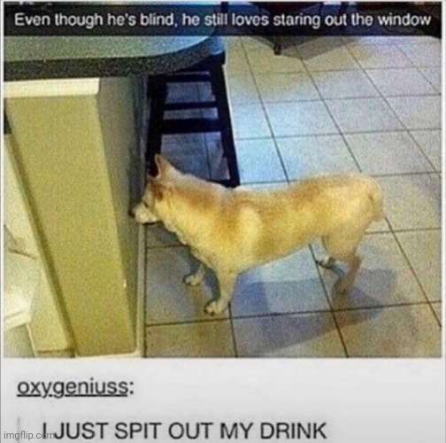 Poor dog | image tagged in front page plz,lol,no way,memes,dogs | made w/ Imgflip meme maker