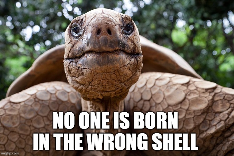 wrong body | NO ONE IS BORN IN THE WRONG SHELL | image tagged in transgender,tired of hearing about transgenders,woke | made w/ Imgflip meme maker