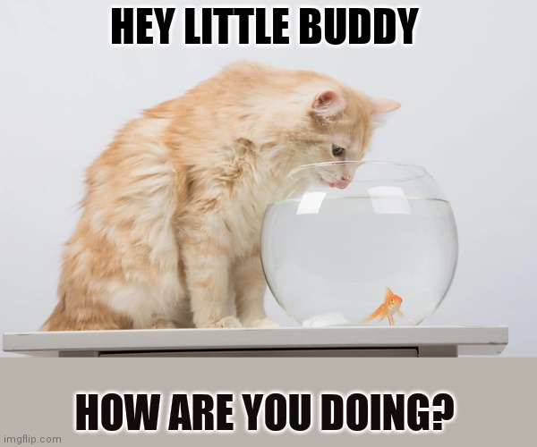 Hey little buddy | HEY LITTLE BUDDY; HOW ARE YOU DOING? | image tagged in funny memes | made w/ Imgflip meme maker