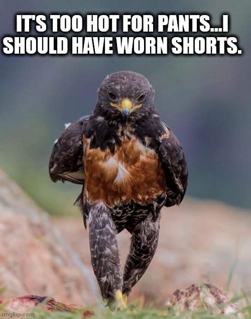 Overdressed | IT'S TOO HOT FOR PANTS...I SHOULD HAVE WORN SHORTS. | image tagged in drill sargent | made w/ Imgflip meme maker