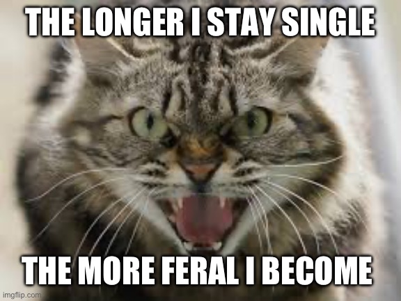 Single | THE LONGER I STAY SINGLE; THE MORE FERAL I BECOME | image tagged in relationship memes | made w/ Imgflip meme maker