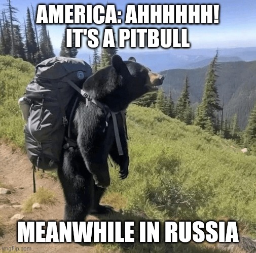 Bear | AMERICA: AHHHHHH! IT'S A PITBULL; MEANWHILE IN RUSSIA | image tagged in russia | made w/ Imgflip meme maker