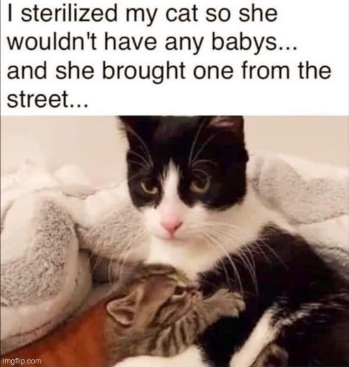 Cat moment | image tagged in cat | made w/ Imgflip meme maker