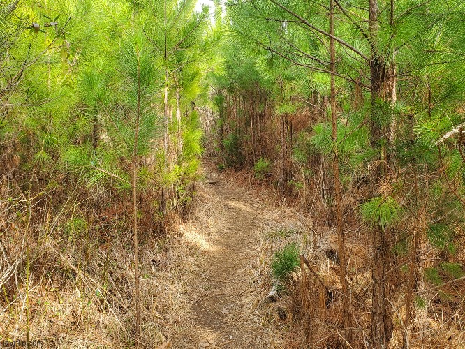 Pine hiking trail | image tagged in photo | made w/ Imgflip meme maker