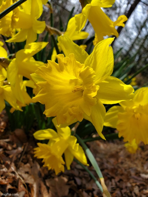 Macro daffodil | image tagged in photo | made w/ Imgflip meme maker