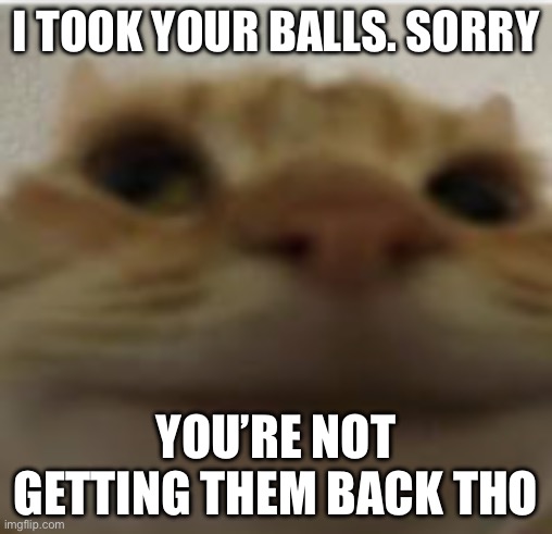 Front-Facing Camera Cat | I TOOK YOUR BALLS. SORRY; YOU’RE NOT GETTING THEM BACK THO | image tagged in front-facing camera cat | made w/ Imgflip meme maker