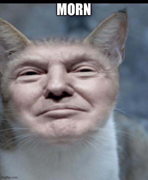 Donald trump cat | MORN | image tagged in donald trump cat | made w/ Imgflip meme maker