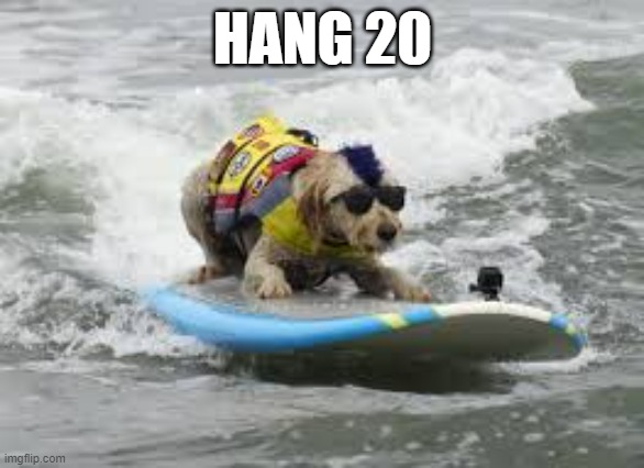 meme by Brad dog surfing | HANG 20 | image tagged in sports,surfing,dogs,funny dog,funny meme,humor | made w/ Imgflip meme maker