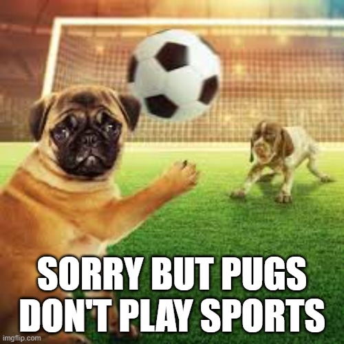 meme by Brad Pugs don't play sports humor | SORRY BUT PUGS DON'T PLAY SPORTS | image tagged in sports,funny dogs,funny dog memes,humor,soccer | made w/ Imgflip meme maker