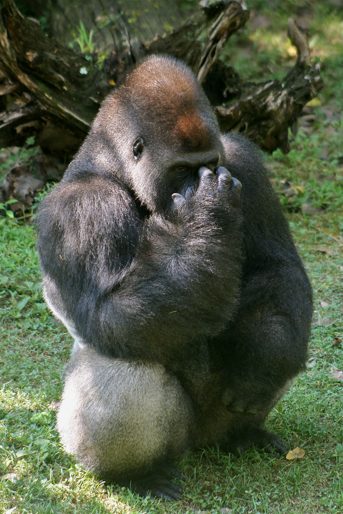 Gorilla Blank Meme Template