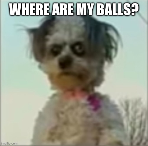 WHERE ARE MY BALLS? | image tagged in balls,lmao | made w/ Imgflip meme maker
