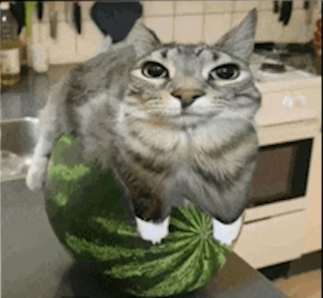 Cat on da watermelon Blank Meme Template