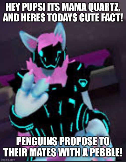 HEY PUPS! ITS MAMA QUARTZ, AND HERES TODAYS CUTE FACT! PENGUINS PROPOSE TO THEIR MATES WITH A PEBBLE! | made w/ Imgflip meme maker