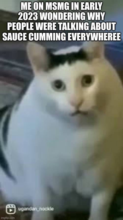 Huh Cat | ME ON MSMG IN EARLY 2023 WONDERING WHY PEOPLE WERE TALKING ABOUT SAUCE CUMMING EVERYWHEREE | image tagged in huh cat | made w/ Imgflip meme maker