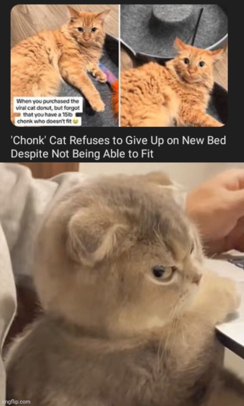 Chonk cat, bed mine | image tagged in sideeye angry cat,chonk,cats,memes,bed,cat | made w/ Imgflip meme maker