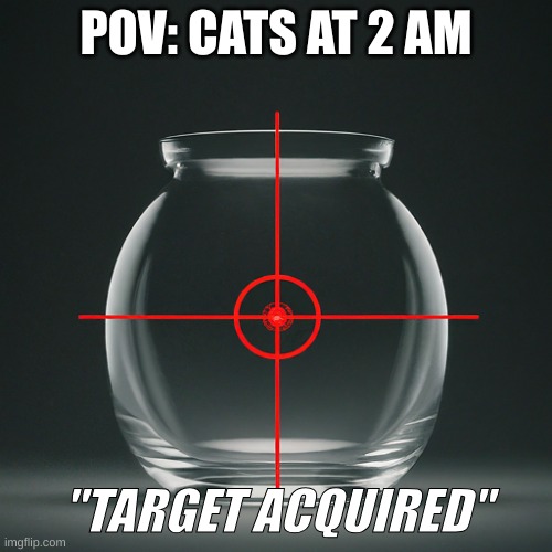 Pov cats at 2 am | POV: CATS AT 2 AM; "TARGET ACQUIRED" | image tagged in funny memes | made w/ Imgflip meme maker