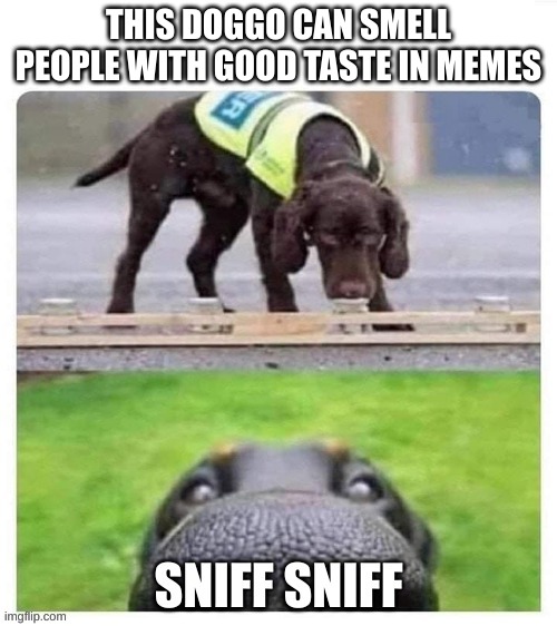 This doggo can sniff people with good taste in memes | THIS DOGGO CAN SMELL PEOPLE WITH GOOD TASTE IN MEMES | image tagged in memes | made w/ Imgflip meme maker