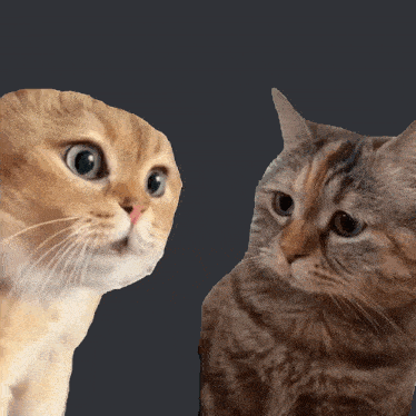 High Quality cat conversation Blank Meme Template