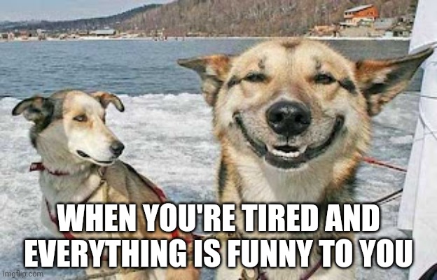 This is what happens to me if I'm not super tired XD | WHEN YOU'RE TIRED AND EVERYTHING IS FUNNY TO YOU | image tagged in memes,original stoner dog,relatable | made w/ Imgflip meme maker