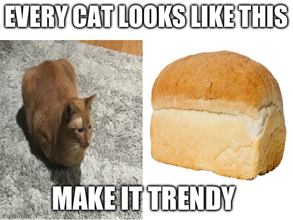 A loaf of bread | EVERY CAT LOOKS LIKE THIS; MAKE IT TRENDY | image tagged in cats,bread,upvote if you agree | made w/ Imgflip meme maker