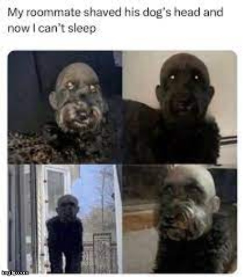 so cursed also sorry for low quality | image tagged in memes,funny,dogs,cursed image | made w/ Imgflip meme maker