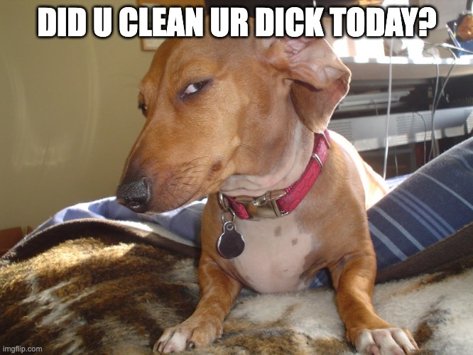 Suspicious Dog | DID U CLEAN UR DICK TODAY? | image tagged in suspicious dog | made w/ Imgflip meme maker