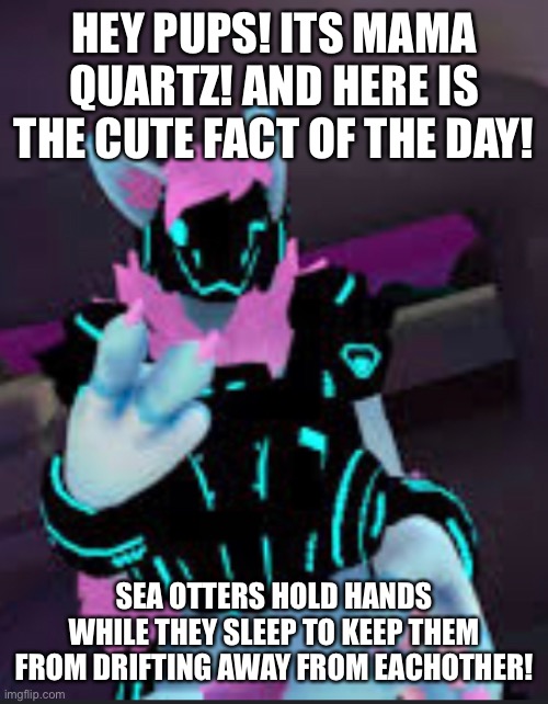 HEY PUPS! ITS MAMA QUARTZ! AND HERE IS THE CUTE FACT OF THE DAY! SEA OTTERS HOLD HANDS WHILE THEY SLEEP TO KEEP THEM FROM DRIFTING AWAY FROM EACHOTHER! | made w/ Imgflip meme maker