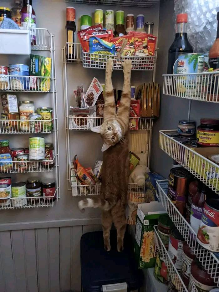 Cat in the cupboard Blank Meme Template