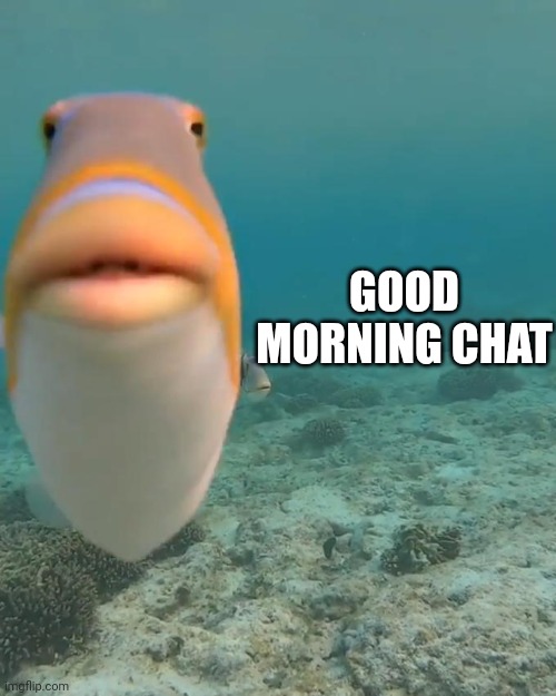 staring fish | GOOD MORNING CHAT | image tagged in staring fish | made w/ Imgflip meme maker