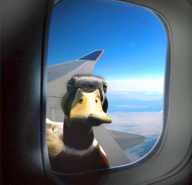 Duck Airplane Blank Meme Template