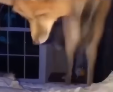 foxjump Blank Meme Template