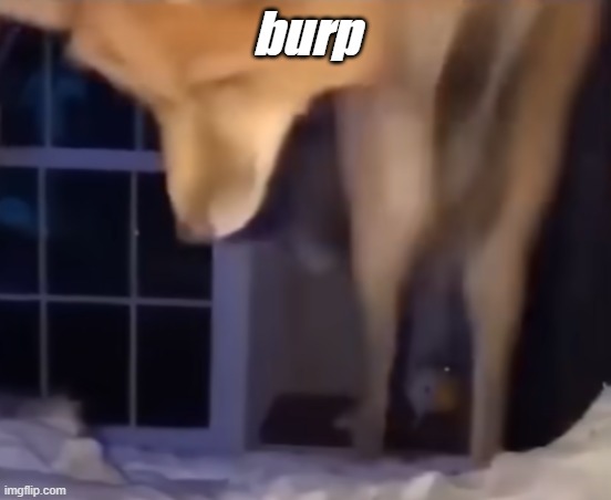 burp | burp | image tagged in burp,fox | made w/ Imgflip meme maker