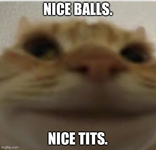 Front-Facing Camera Cat | NICE BALLS. NICE TITS. | image tagged in front-facing camera cat | made w/ Imgflip meme maker