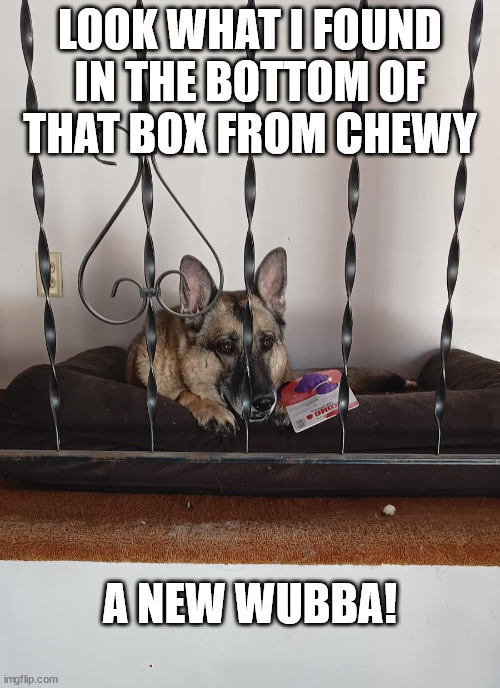 New Wubba | LOOK WHAT I FOUND IN THE BOTTOM OF THAT BOX FROM CHEWY; A NEW WUBBA! | image tagged in funny dogs | made w/ Imgflip meme maker