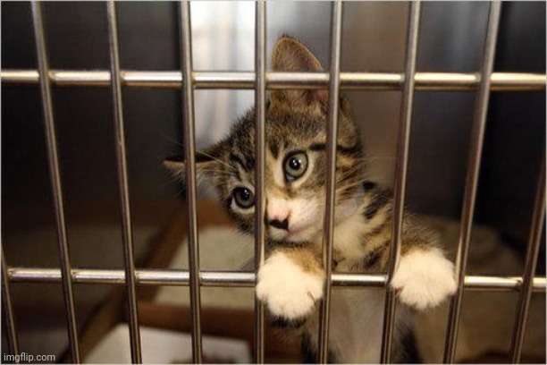 cat jail | image tagged in cat jail | made w/ Imgflip meme maker