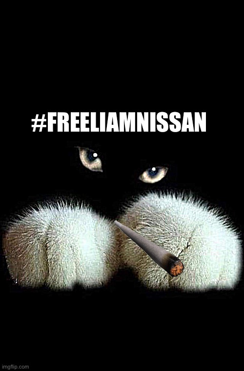 Freeliamnissan | #FREELIAMNISSAN | image tagged in cat | made w/ Imgflip meme maker