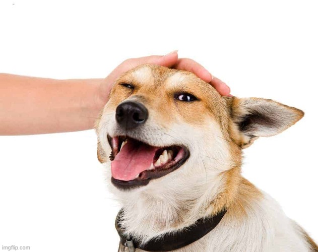 Petting a Dog | image tagged in petting a dog | made w/ Imgflip meme maker